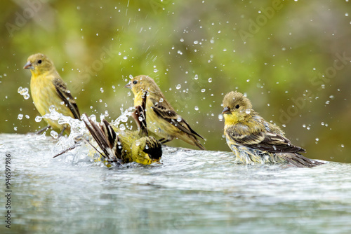 Lesser Goldfinches bathe in a pool of water. There are water droplets flying in all directions. The background is a lovely soft green bokeh with space for copy.

