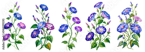 Vibrant Morning Glory Flowers With Green Leaves - Illustration of morning glory flowers with leaves, showcasing natural beauty and elegance. Ideal for botanical designs and nature-themed projects.