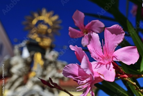 Oleander (Nerium oleander) in Győr, Ungarn, Nahaufnahme photo