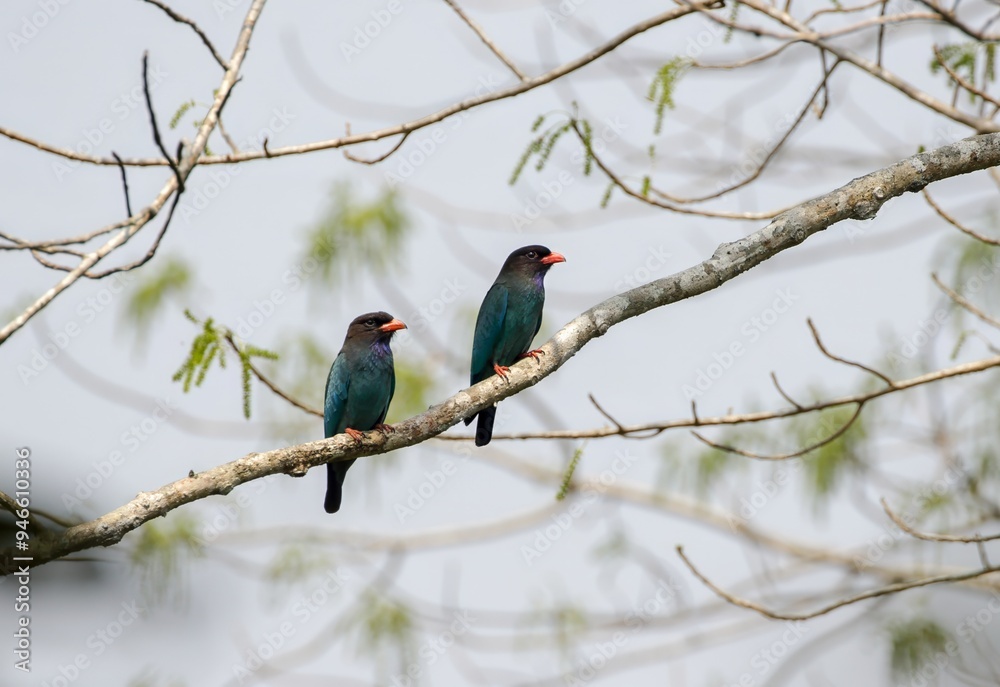 pair of oriental dollarbird.this photo was taken from Bangladesh pair of oriental dollarbird.this photo was taken from Bangladesh