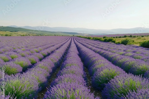 Lavender Field Rows with Mountain Background