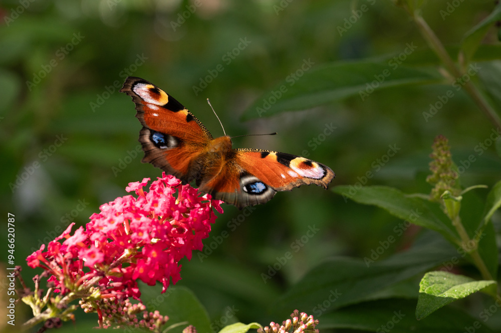 Peacock butterfly (Aglais io) on summer lilacs Peacock butterfly (Aglais io) on summer lilacs