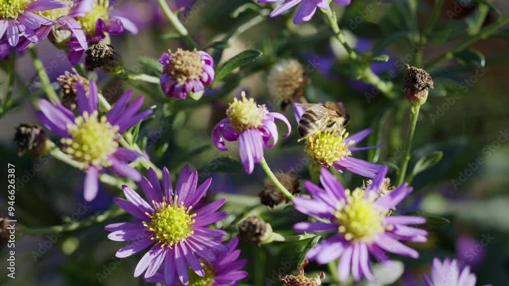 Honey bee on Aster Amellus flower on sunny day, outside Honey bee on Aster Amellus flower on sunny day, outside