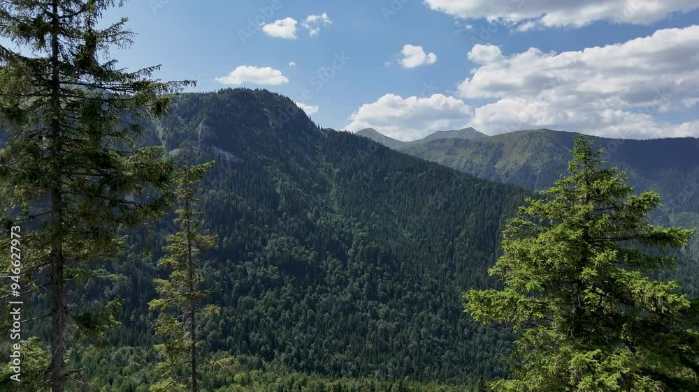 A drone soars past two towering fir trees, slowly revealing the stunning landscapes of Rodnei National Park in Romania’s Bucovina region A drone soars past two towering fir trees, slowly revealing the stunning landscapes of Rodnei National Park in Romania’s Bucovina region
