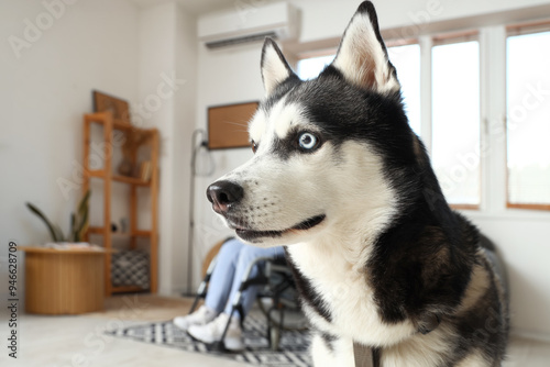 Cute husky dog and young wo...