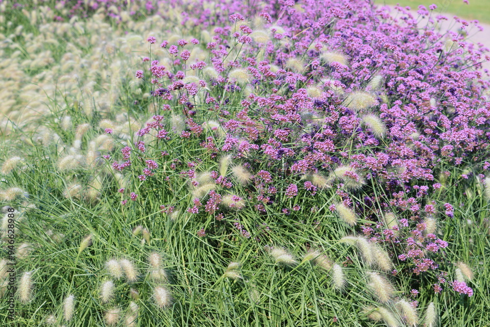 Obraz premium Verbena bonariensis, the purpletop vervain, Argentinian vervain, tall verbena or pretty verbena, is a member of the verbena family cultivated as a flowering annual or herbaceous perennial plant.