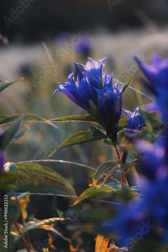 Gentian is a beautiful and medicinal plant photo