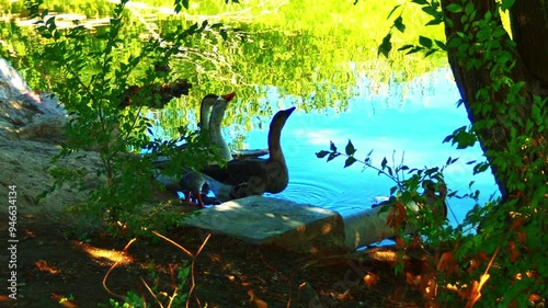 Three ducks drinking in harmonic dance photo