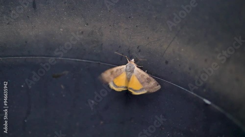 A large yellow underwing moth clinging to the side of a bucket and flapping its wings, highlighting the moth's vibrant colors and delicate structure photo