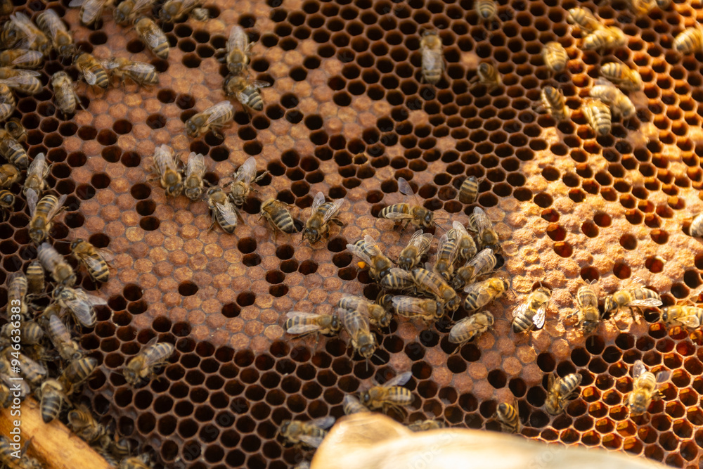 A frame with wax foundation full of honey is removed from the hive by the beekeeper. A frame with wax foundation full of honey is removed from the hive by the beekeeper.