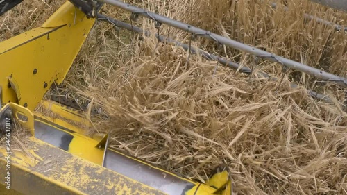 heads of barley being thrashed and harvested by combine harvester reel photo