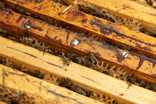 A frame with wax foundation full of honey is removed from the hive by the beekeeper.