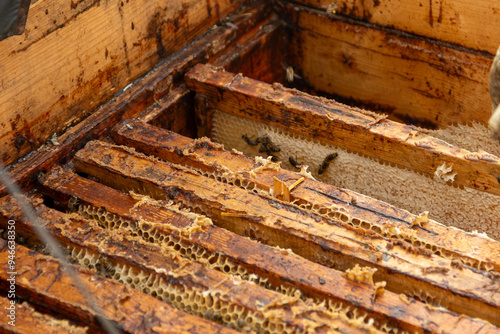 A frame with wax foundation full of honey is removed from the hive by the beekeeper.