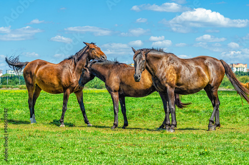 Brown horses playing in meadow. Three horses. Looks into camera. Blurred city and cumulus clouds.