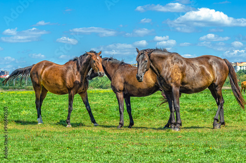 Brown horses playing in meadow. Three horses. Looks into camera. Blurred city and cumulus clouds.