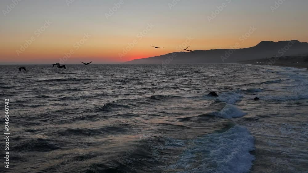 Aerial follows flock of Pelicans flying on sunset coast, golden sky Aerial follows flock of Pelicans flying on sunset coast, golden sky