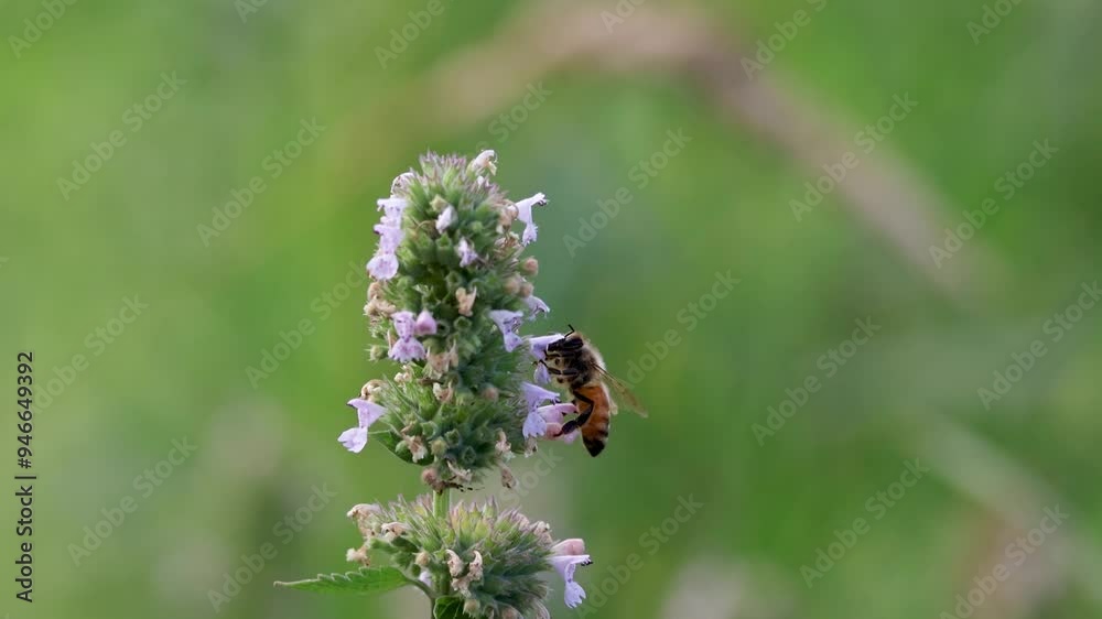 Honeybee collecting pollen at Lavender flowers in the garden Honeybee collecting pollen at Lavender flowers in the garden