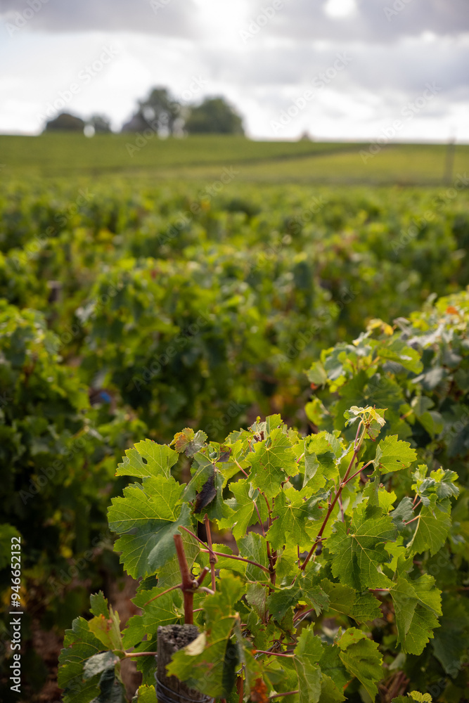 Lush Grape Vines in Pauillac Vineyards, Bordeaux Lush Grape Vines in Pauillac Vineyards, Bordeaux
