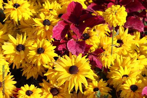 Sweden. Rudbeckia hirta, commonly called black-eyed Susan, is a North American flowering plant in the family Asteraceae, native to Eastern and Central North America.