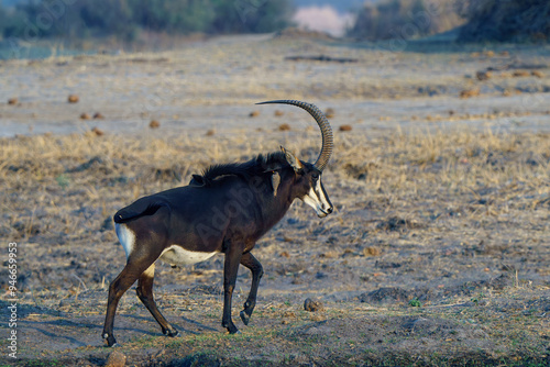 Fotografie Solitary sable antelope seen on an African safari in Botswana Africa