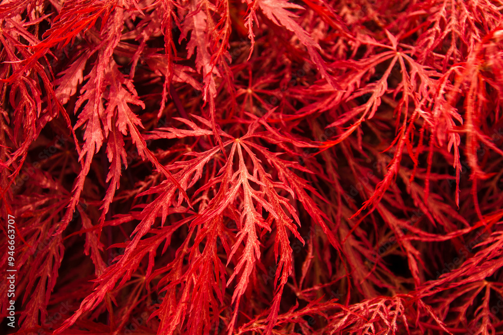 Japan maple leave red background made of red leaves, floral texture background Dissectum Atropurpureum Japan maple leave red background made of red leaves, floral texture background Dissectum Atropurpureum