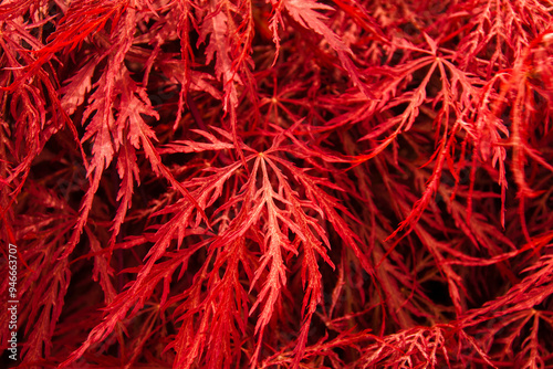 Japan maple leave red background made of red leaves, floral texture background Dissectum Atropurpureum photo