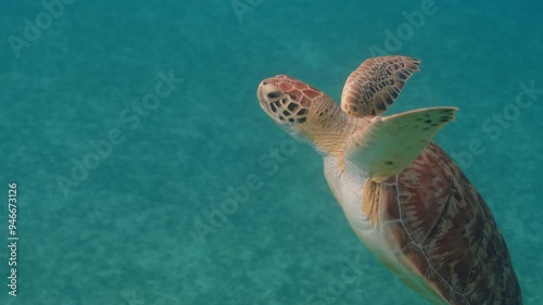 Green sea turtle swimming in the caribbean coming up for air