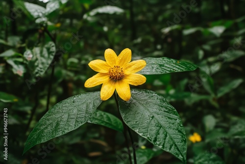 Wallpaper Mural A single, large yellow wildflower blooms in a vibrant display against a backdrop of lush green foliage, symbolizing nature's beauty, resilience, and the cycle of life. The flower stands out as a brigh Torontodigital.ca