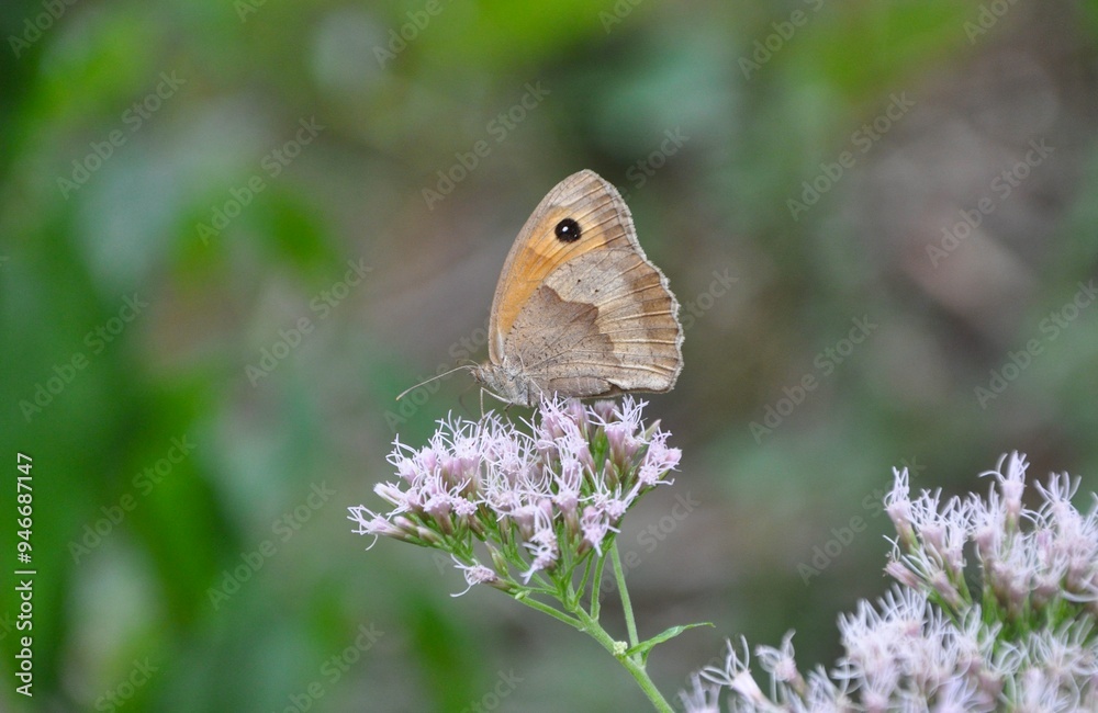 Fototapeta premium The Small Heath (Coenonympha pamphilus) butterfly on leaf with natural green background , The pattern similar to the yellow eyes with black dot in black circle on brown and orange wings