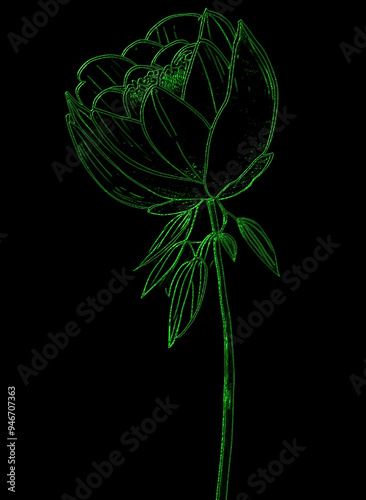 Green flower isolated on black background. Vector illustration.