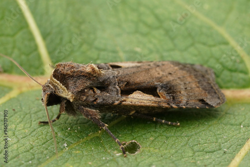 Closeup on a Setaceous Hebrew Character owlet moth, Xestia c-nigrum photo