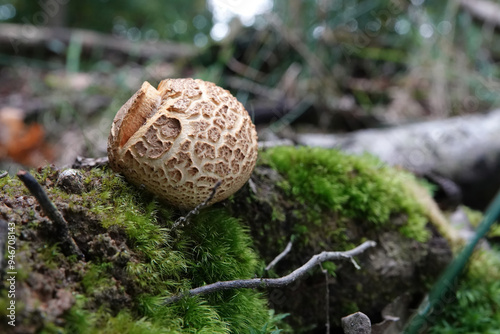 Closeup on the common earthball or pigskin poison puffball mushroom, Scleroderma citrinum on the forest floor photo