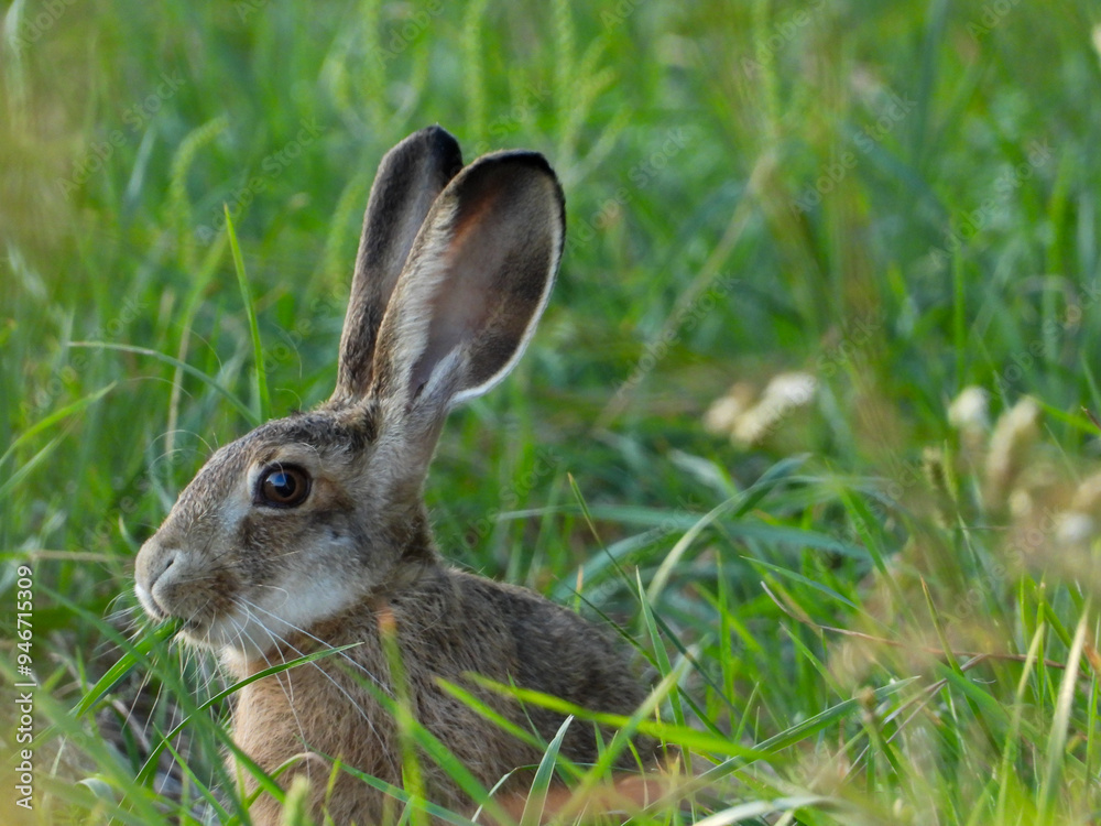 Fototapeta premium rabbit in the grass