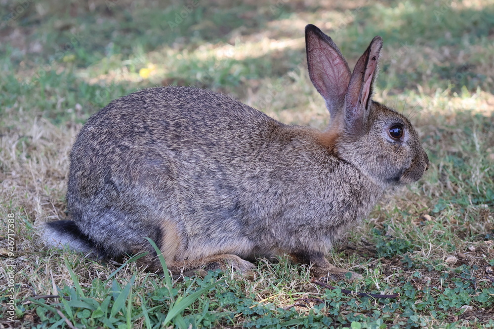 Rabbit Side Portrait sitting witout worries on grassy field Rabbit Side Portrait sitting witout worries on grassy field