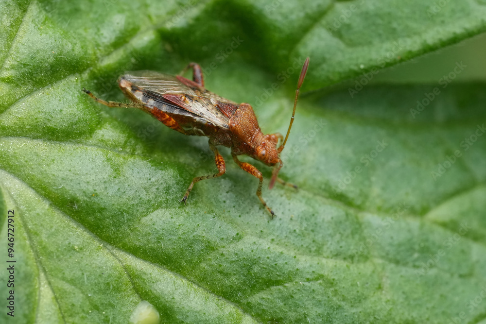 Closeup on a European red scentless bug, Rhopalus subrufus in the garden Closeup on a European red scentless bug, Rhopalus subrufus in the garden
