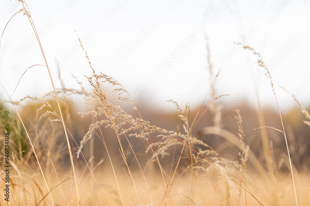 Harvest brown autumn grass with sky
