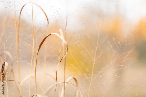 Delicate ends of brown grass