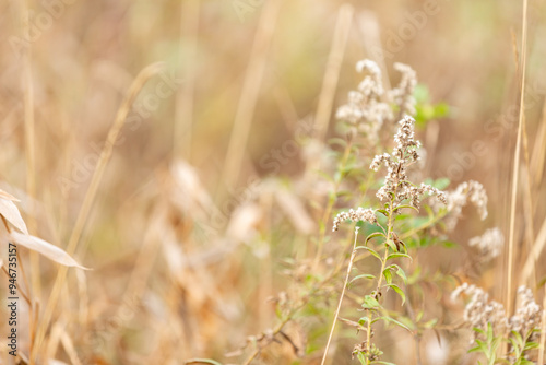 Brown meadow close up background