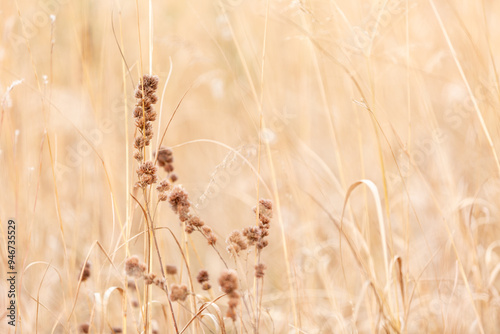 Pretty brown grass dry autumn