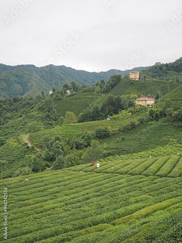cay terraces