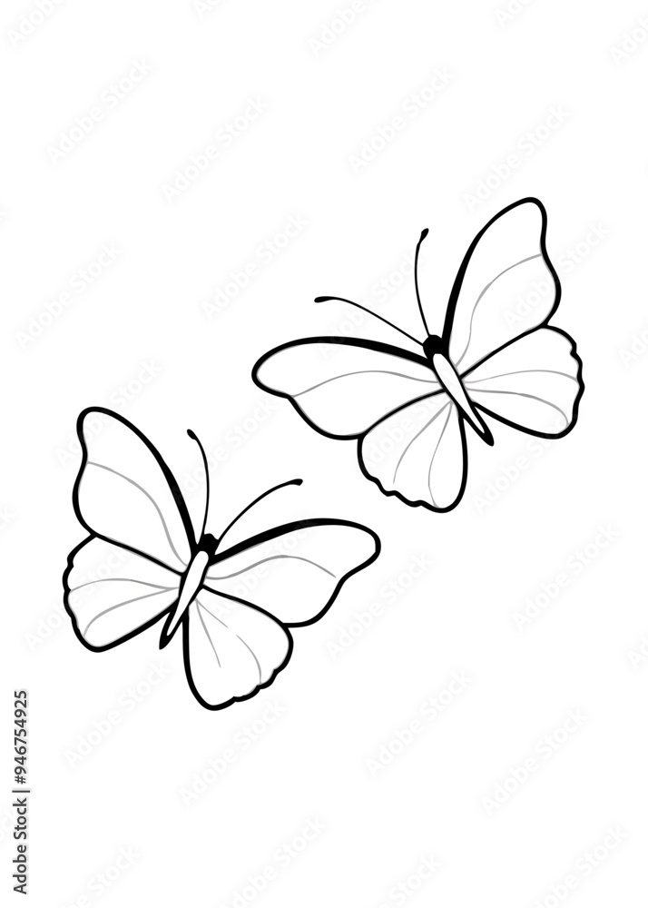 butterfly on a white background