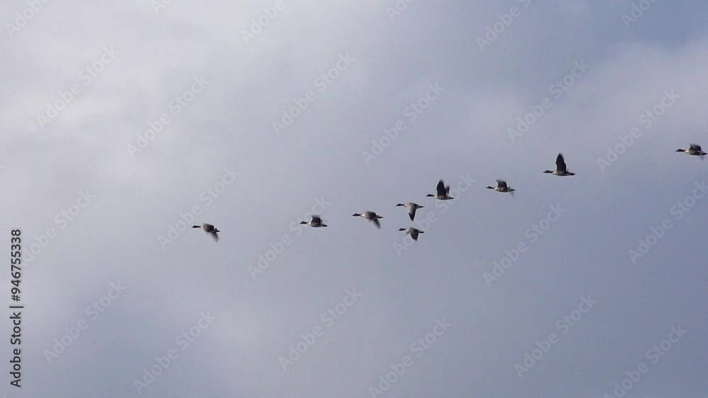 Pink footed geese, high tide, Dee Estuary, Parkgate, Cheshire, England Pink footed geese, high tide, Dee Estuary, Parkgate, Cheshire, England