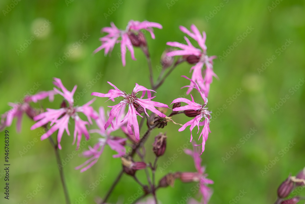 Close up of ragged robin (silene flos cuculi) flowers in bloom Close up of ragged robin (silene flos cuculi) flowers in bloom