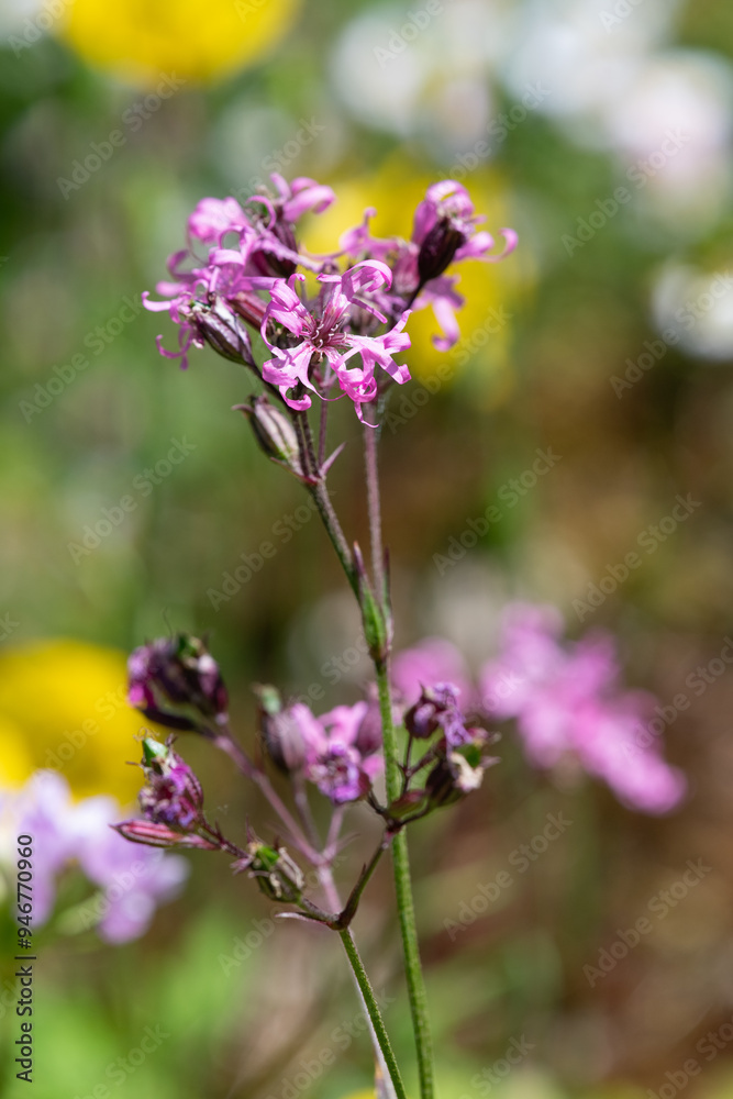 Close up of ragged robin (silene flos cuculi) flowers in bloom Close up of ragged robin (silene flos cuculi) flowers in bloom