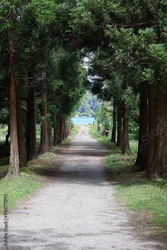 alley in the forest Lagoa de Furnas, Sao Miguel Island, Azores