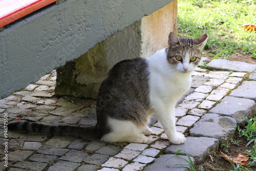 Cat sitting camly under a bench photo