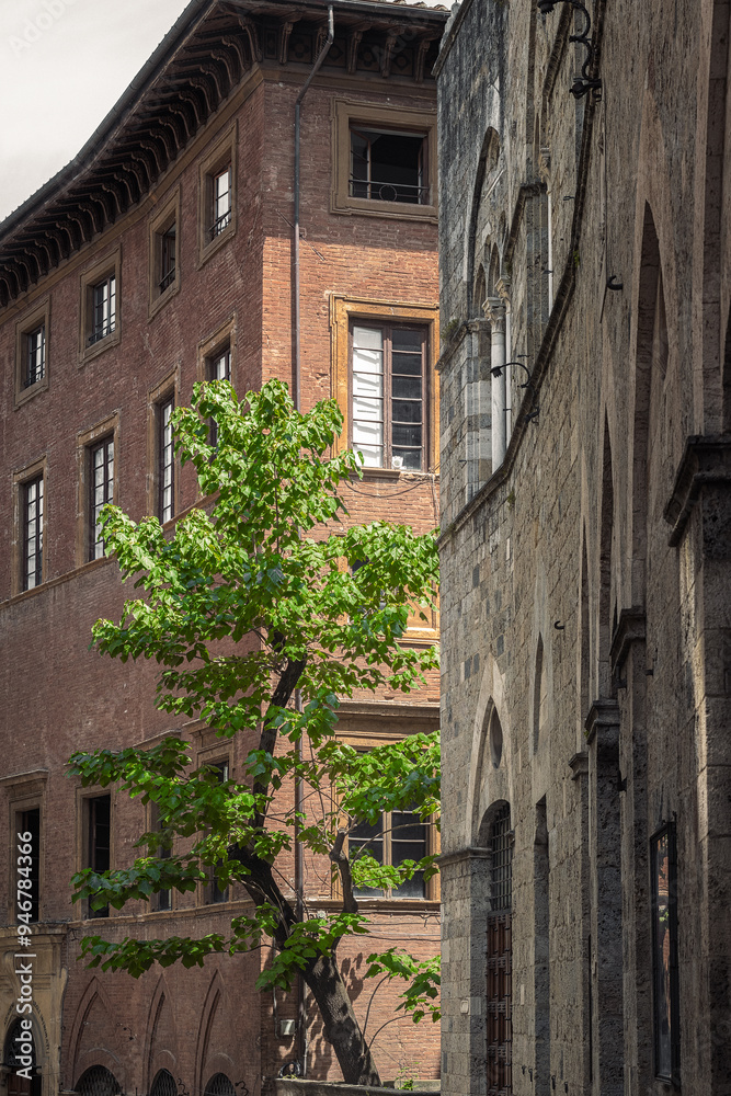 Fototapeta premium schöner grüner baum in zwischen zwei häusern in der innenstadt einer alten historischen stadt