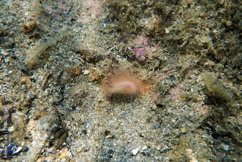 Limaria hians - Gaping fileclam, underwater image into the Mediterranean sea photo