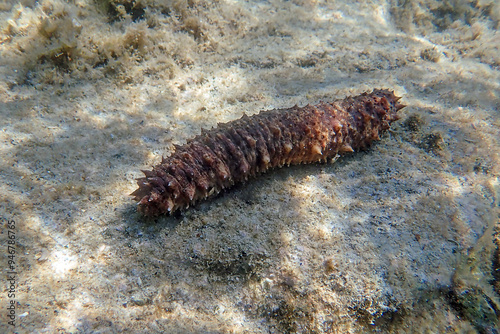 ' Holothuria tubulosa ', the cotton-spinner or tubular sea cucumber photo