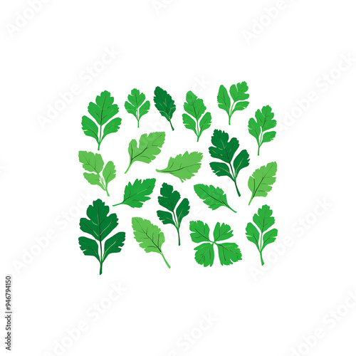 Set of Parsley leaves isolated on background, Flat lay view of Fresh salad vegetables, healthy with organic food